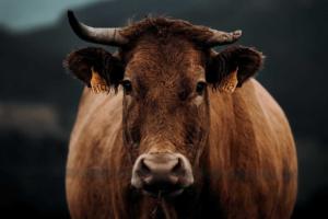 Cattle Continues Slide into the Weekend on Weaker Cash and Beef