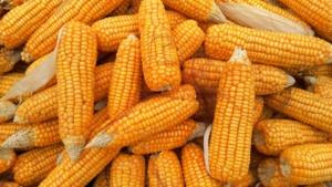 Corn Finds Buyers to Close Friday Steady