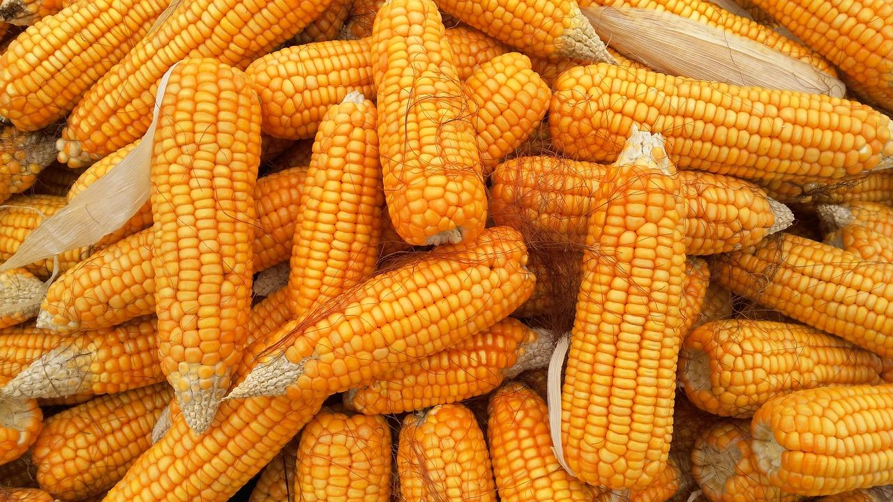 Corn Finds Buyers to Close Friday Steady