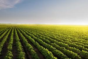Soybeans Close with Strength, as Crush Data Exceeds Estimates